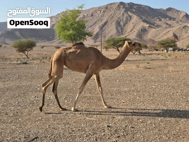 لبيع بكره لي يريد مازين