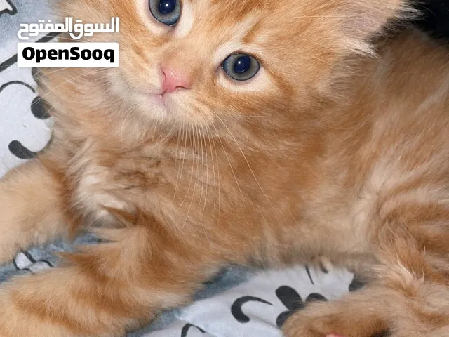 قطه للبيع عمر ثلاث شهور