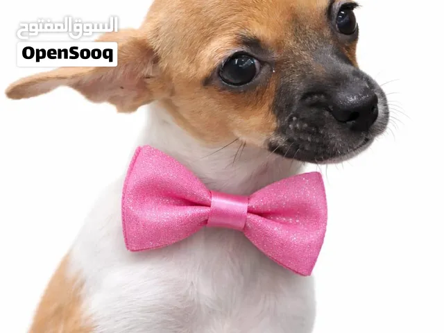 Loza – Sweet 6-Month-Old Chihuahua Girl