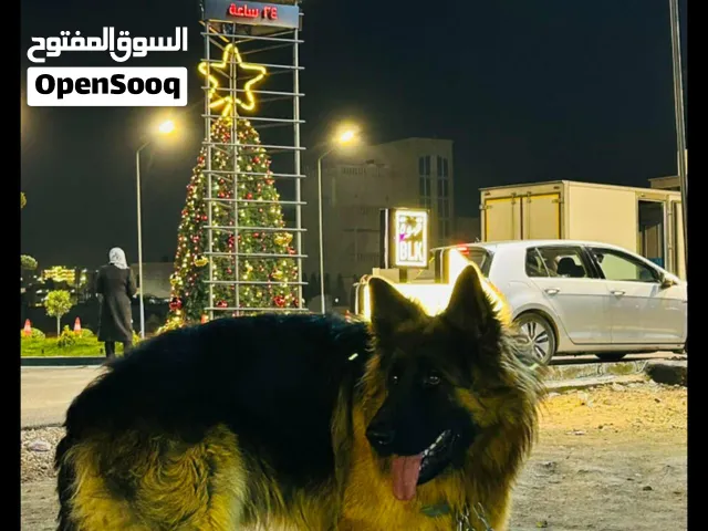 كلب جيرمن ذكر اعلا صنف للبيع