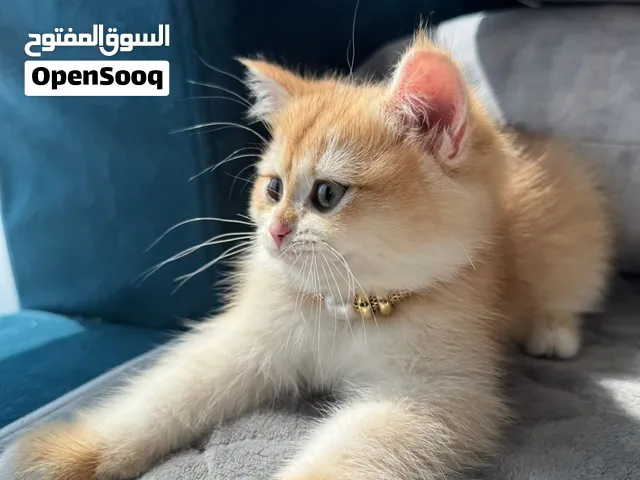 Cats britsh short hair