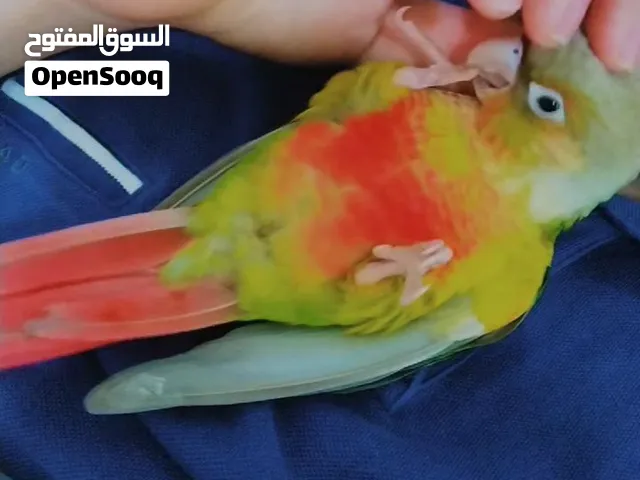 ببغاء گنيور للبيع سعر 95 الف