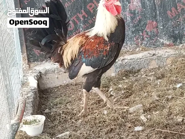 ديج دندراوي عمر 7 اشهر الوصف