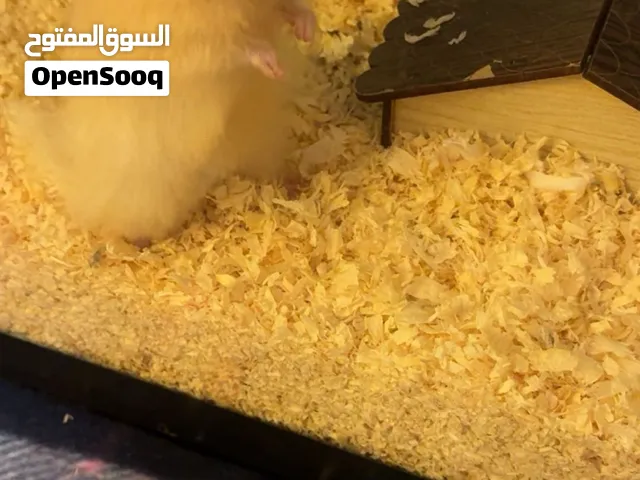 هامستر وبيته و عجلته وصحن اكل ومشرب ماء للبيع