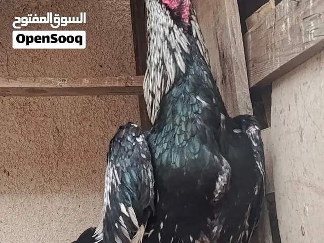 يتوفر بيض هراتي