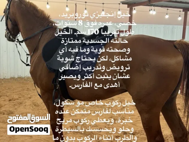 خيل مطلوب 5000 درهم انقليزي ثوربريد فلات ريس ويصلح للقدره