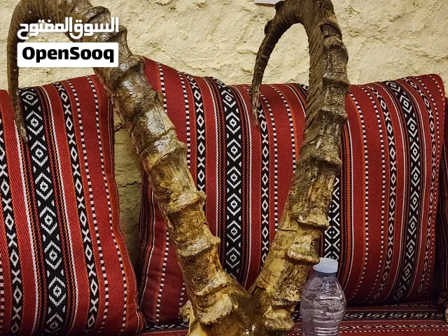 من نوادر قرن وعل حجم كبير