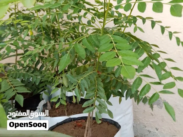 شتلات كاري(شجرة الغار)