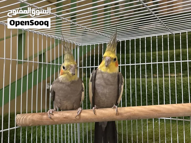 الطيور ما شاء الله بصحة جيدة واللي بياخذ هم الله يبارك له فيه ما بيكون خاطئ