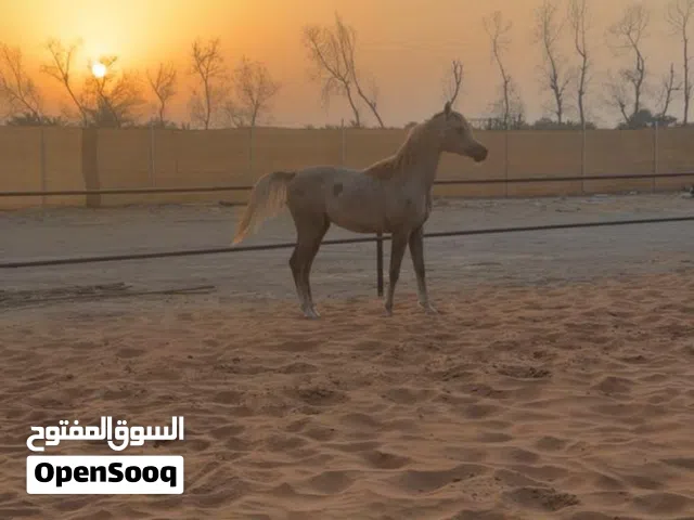 مهر عربي اصيل