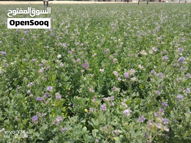 للبيع جت (برسيم) ممتاز - موقع الوفرةحالة الجت: متوفر ناشف نظيف ومتوفر أخضر فريش (حسب الطلب)الموقع: ا