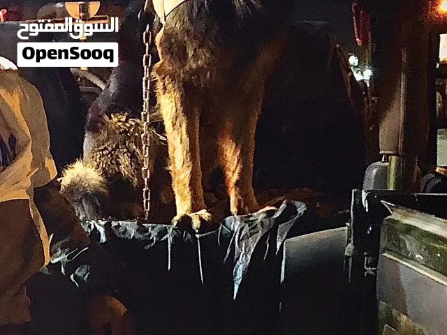أقوي السلالة الكلاب البلاك جيرمان و المالينو شو لين متاح ذكران للتلقيح فقط