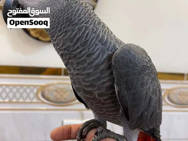 فرخ انتاج عراقي