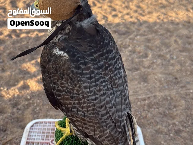 طير تبع جير