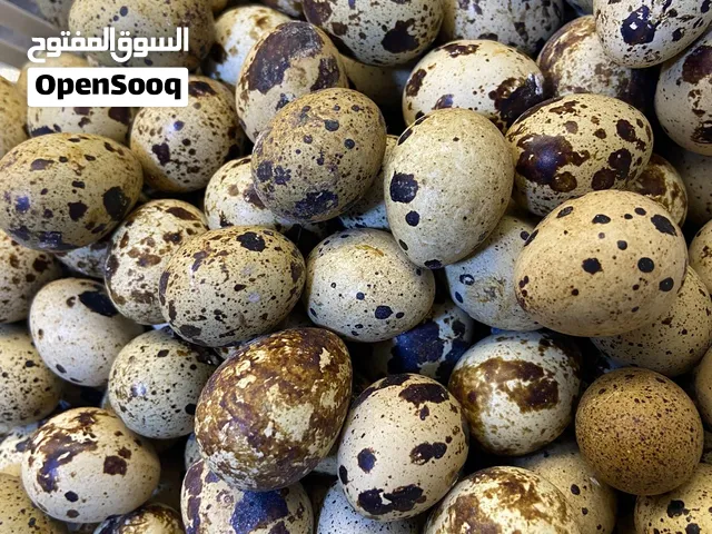 يتوفر بيض سامان