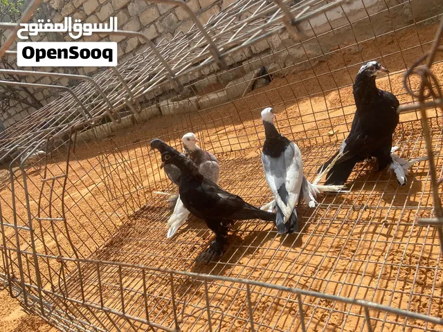 حمام هزاز  للبيع جملة مع بعضه ب80