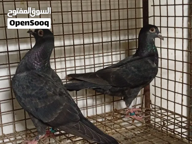زواجل فرخين