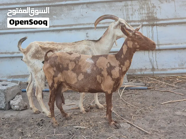 شاتين صلاليات