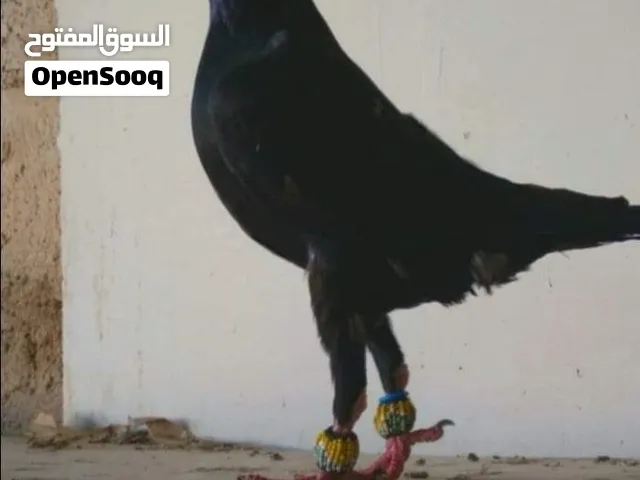 مطلوب حمام بغدادي