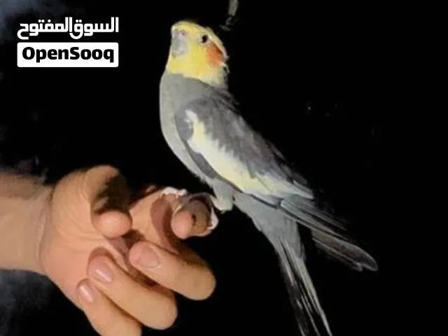 كوكتيل ربي يبارك للبيع