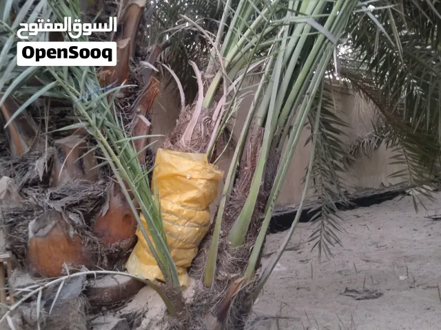 السلام عليكم يوجد لدينا فسائل برحي خشن حمال شرط الخشونه