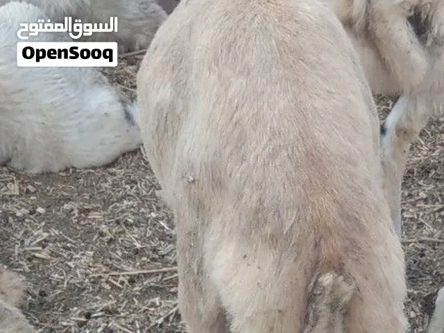 كباش للبيع