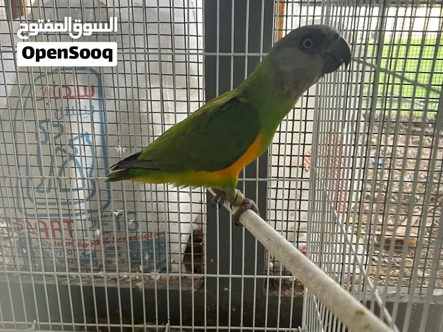طير السنغال  Senegal parrot