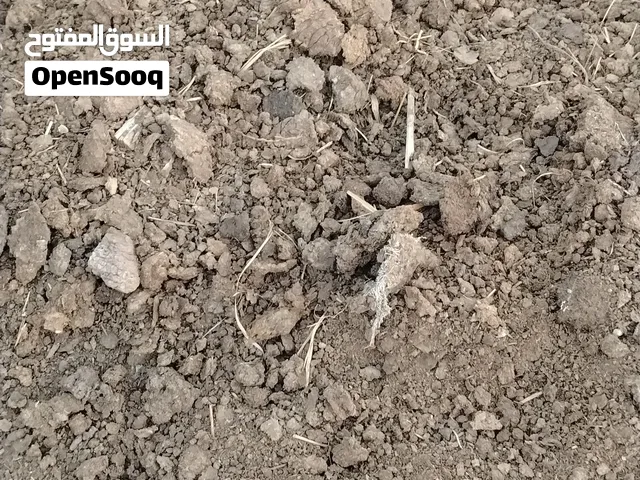سماد مال بقر