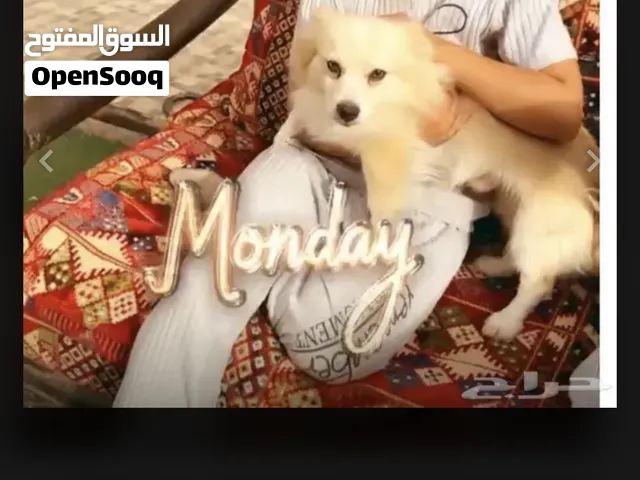 كلب بومبيريان نظيف جدا ومعه اوراقه ولعوب