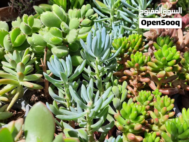نباتات الزينة الاجمل عصاريات وصباريات بأسعار مناسبة جدا مفرد وجملة