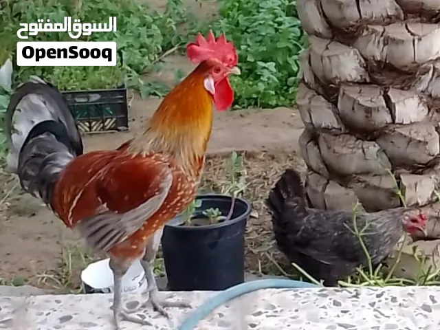 السلام عليكم
