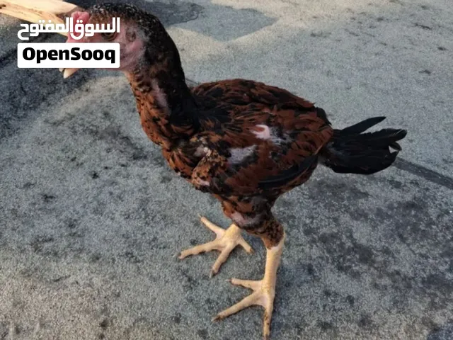 للبيع فرخ باكستاني عمره تقريبا 6 اشهر وداخل في سابع وهادي صوره قديمه