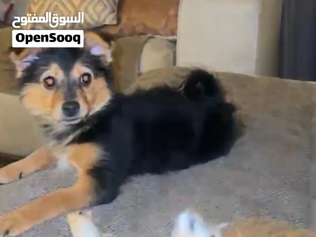 كلاب شواوا للبيع العمر 4 شهور