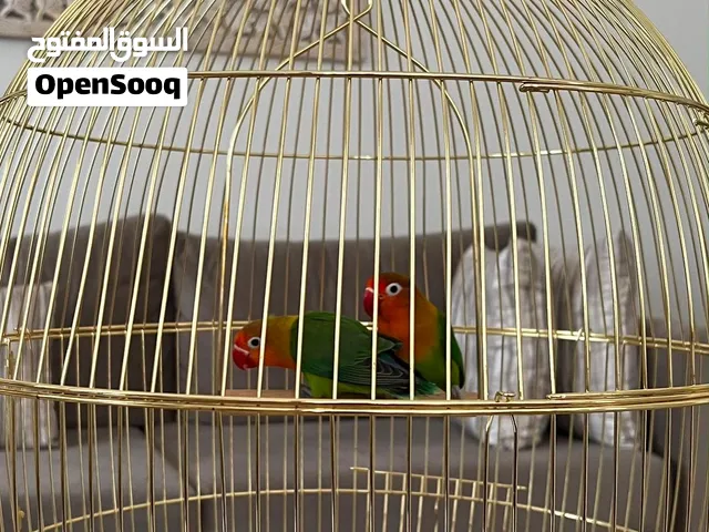 طيور للبيع