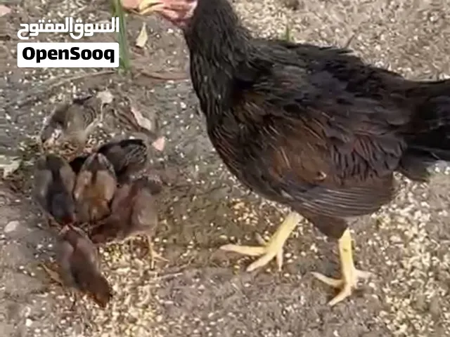 دجاجه ميوالي للبيع
