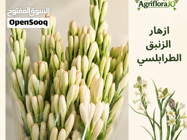ازهار قطف الزنبق الطرابلسي، الريحة خيال