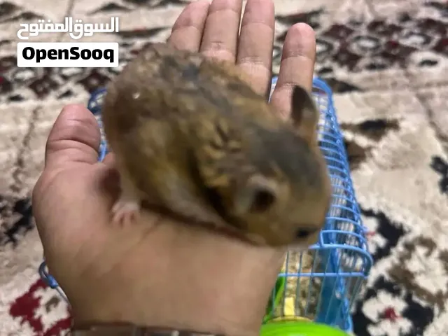 للبيع  هامستر سوري أنثى مع ملحقاتها      للبيع  هامستر سوري أنثى مع ملحقاتها