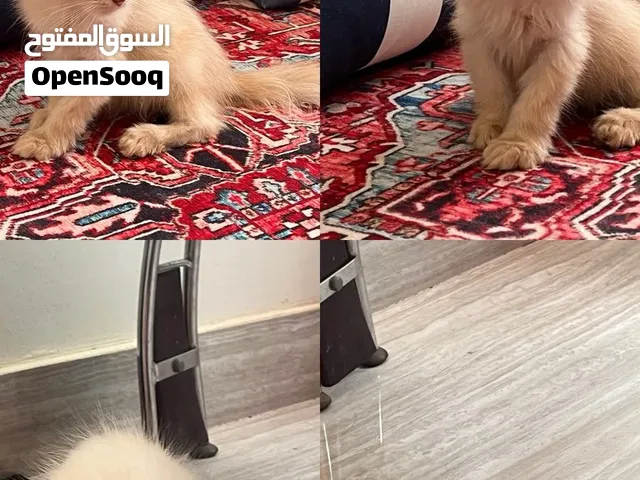 للبيع قطتين ب20 ريال قابل للتفاوض