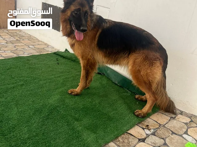 انثي كستم لونق هير او التبديل بي ايفون