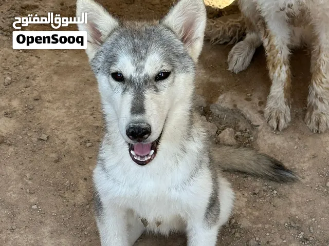 هاسكي بيور