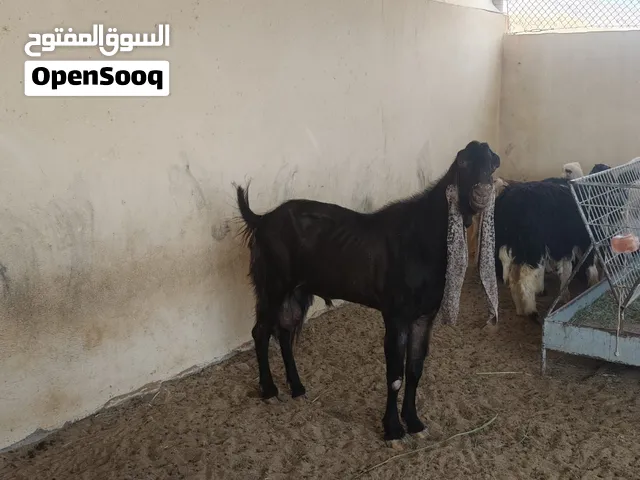 السوق المفتوح