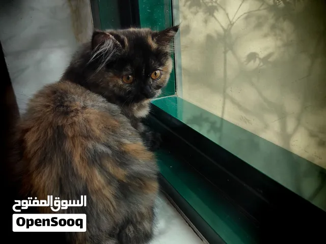 Tortoiseshell Persian – Female – 4 Months.