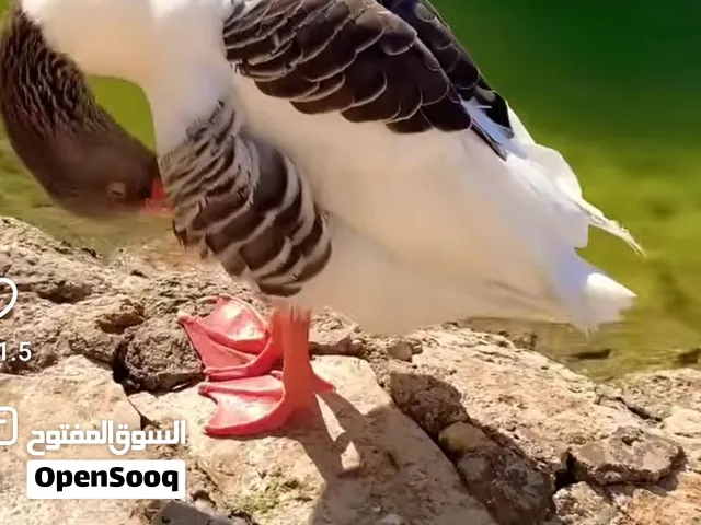 موجود وزتين ذكر وأنثى للبيع