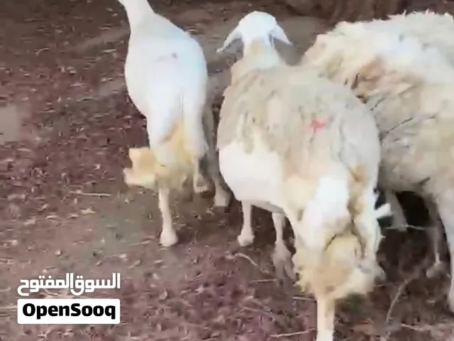 حريات حرش للبيع دفيع قريب ومضاريع