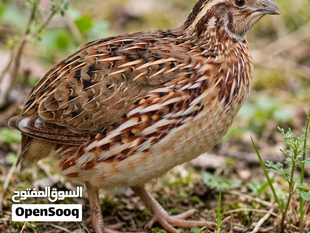 السلام عليكم يتوفر لدينا طيور الفري (السمان) للبيع المواصفات: • صحة ممتازة ونشاط عالي