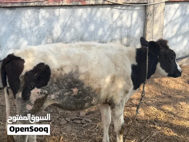 ماشاءالله عجله لون وعون تبارك الله الي يبا يذخرها
