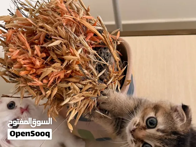 قطتين Scottish Fold Pure إناث عمر شهر ونص للبيع