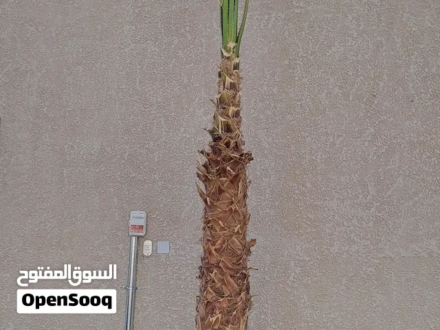 نخل واشنطني واشنطونيا زينه أمريكي