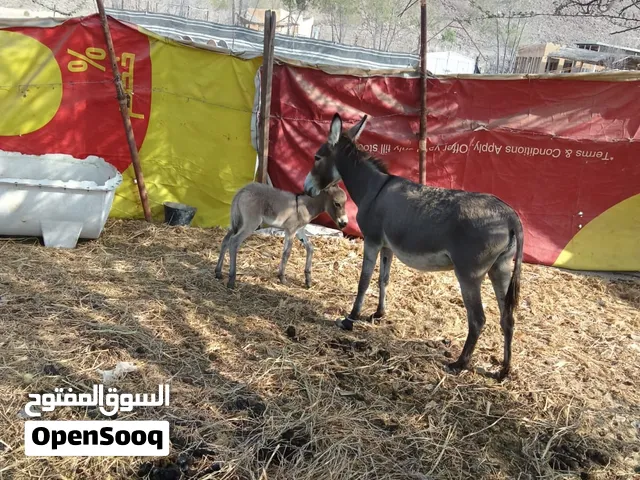 حماره تحتها جحش للبيع فقط