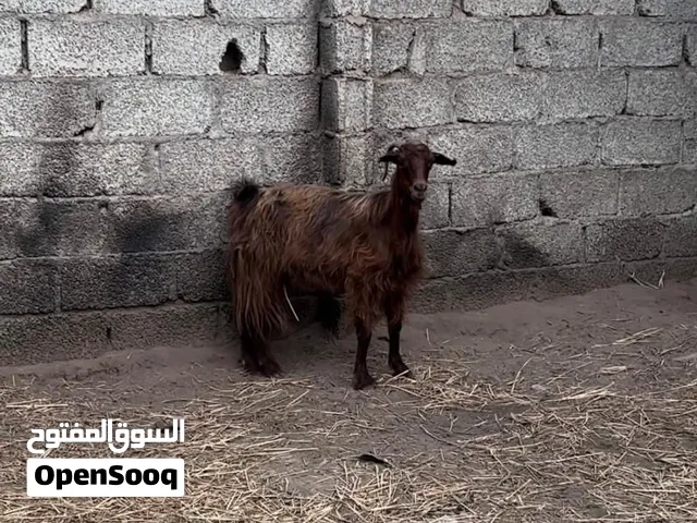 شاه حلال بني سعيد